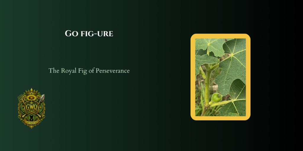 fig blog post image