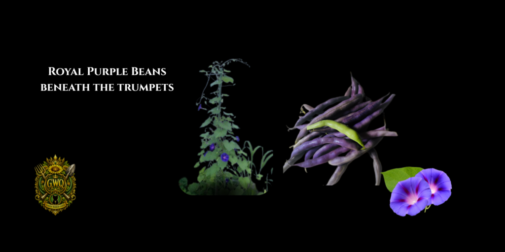 gwq purple beans blog post