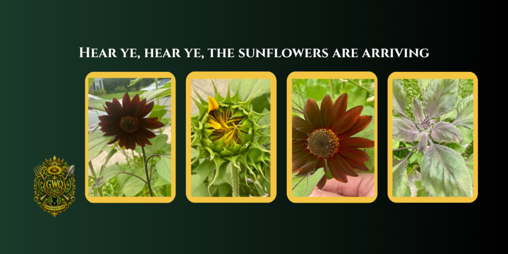 gwq sunflower blog post pictures